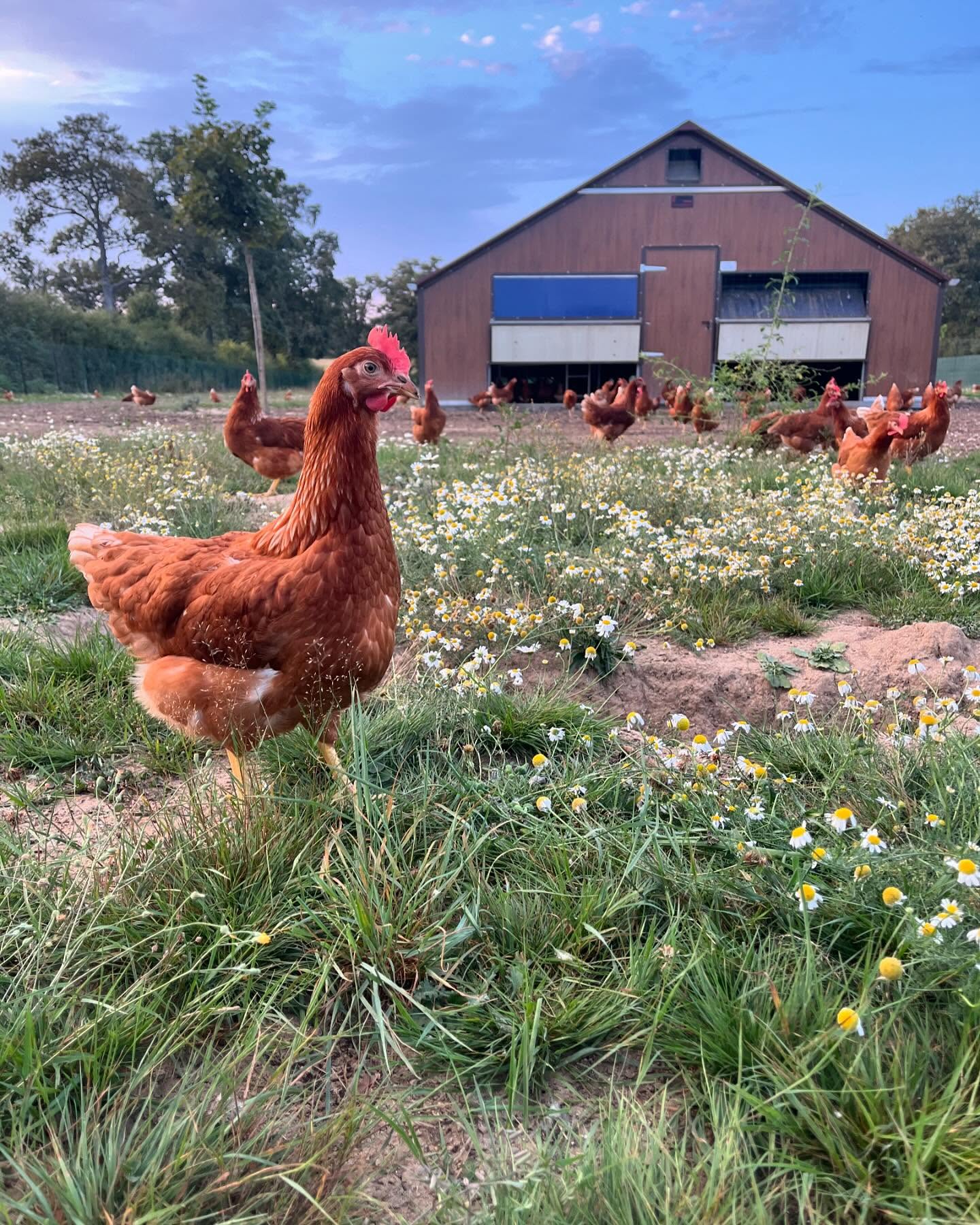Poules en liberté devant le bâtiment d'élevage à Deux-Chaises