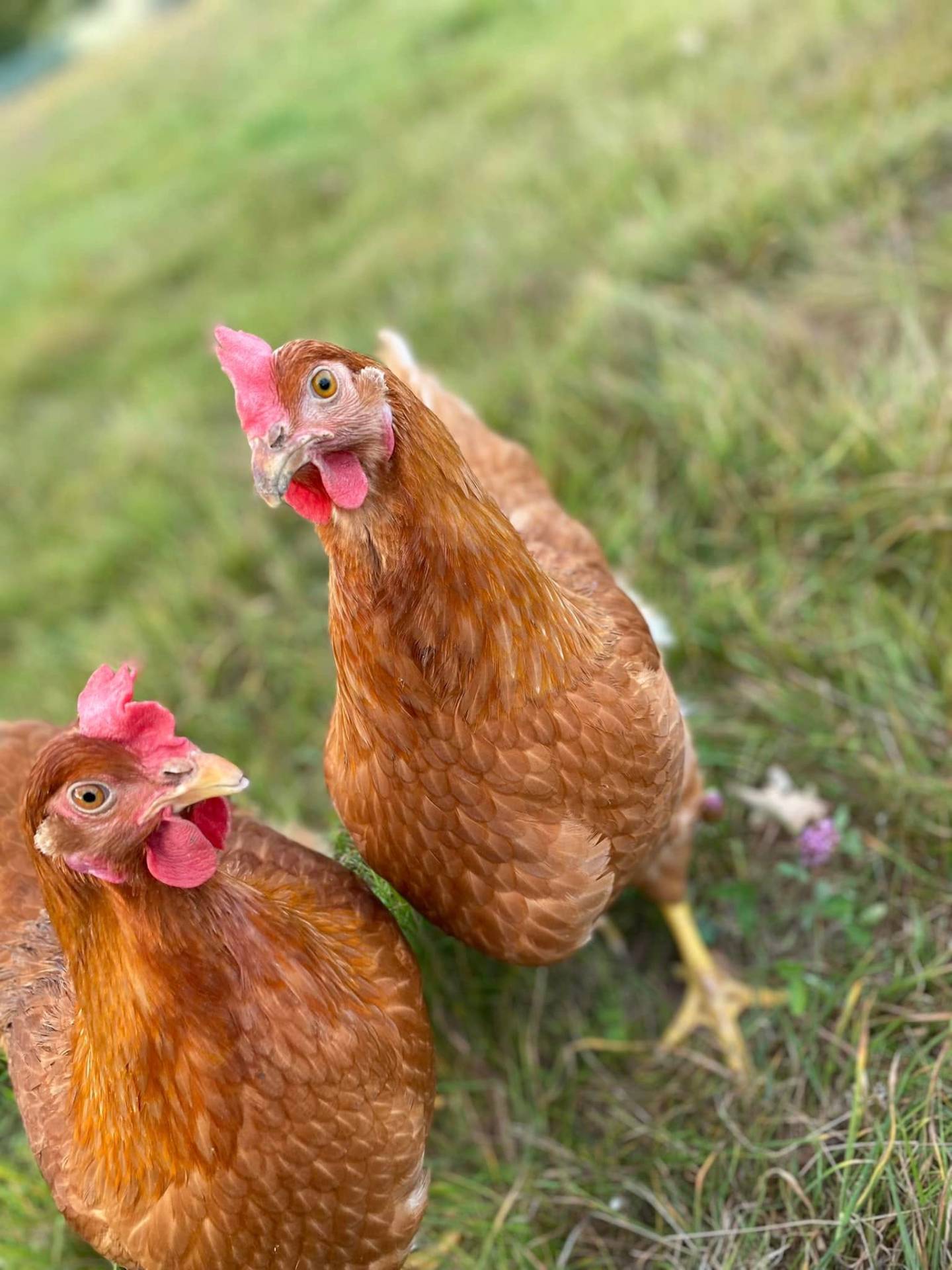 Deux poules rousses attentives à l'objectif