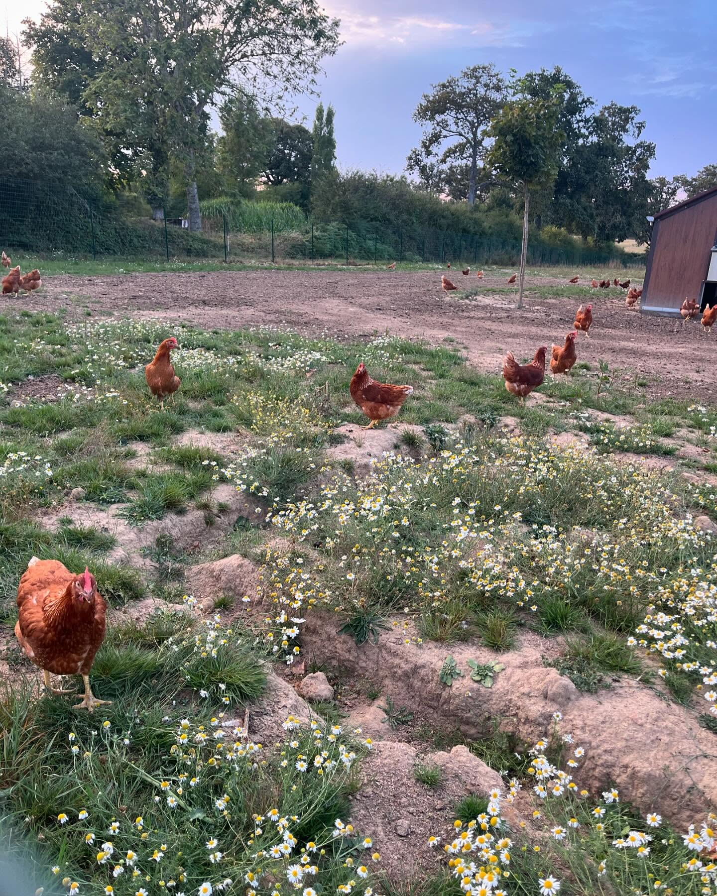 Poules bio en plein air dans la prairie fleurie de la ferme O'CotCot